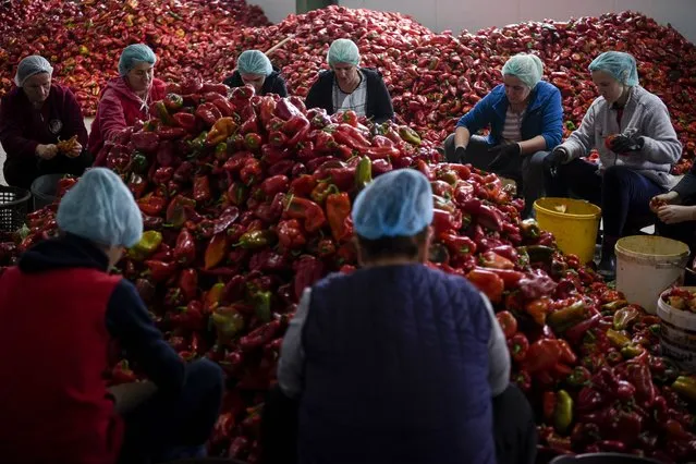 Women prepare red peppers to make the traditional popular dipping sauce Ajvar at the agricultural cooperative “Krusha” in the village of Krusha e Madhe on October 24, 2021. Traditionally, Ajvar is prepared in autumn, when the peppers are most abundant, conserved in glass jars and consumed during the year. (Photo by Armend Nimani/AFP Photo)