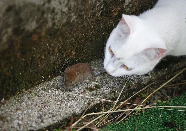 A cat plays with mouse in a courtyard in Medvode July 16, 2014. (Photo by Srdjan Zivulovic/Reuters)