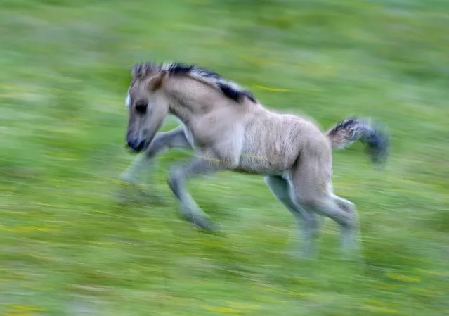 A five-day-old Icelandic horse frolics on a meadow at a stud farm in Wehrheim near Frankfurt, Germany, Monday, May 30, 2022. (Photo by Michael Probst/AP Photo)