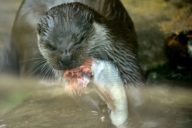 A eurasian otter eats a fish in Moscow Zoo in Moscow on August 8, 2014. (Photo by Kirill Kudryavtsev/AFP Photo)