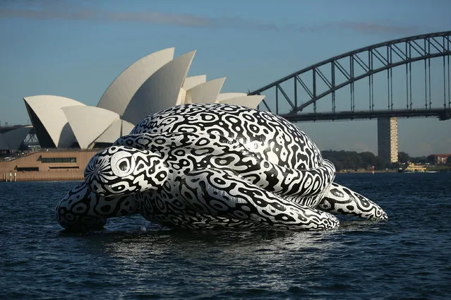 To celebrate the World's First Undersea Art Exhibition, a 5 metre tall, 15 metre long Sea Turtle cruises past Sydney Harbour at Mrs Macquarie's Chair on August 15, 2014 in Sydney, Australia. (Photo by Mark Metcalfe/Getty Images)
