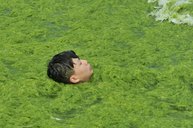 A boy plays on a algae-covered beach in Qingdao, Shandong province, China, July 18, 2016. (Photo by Reuters/Stringer)