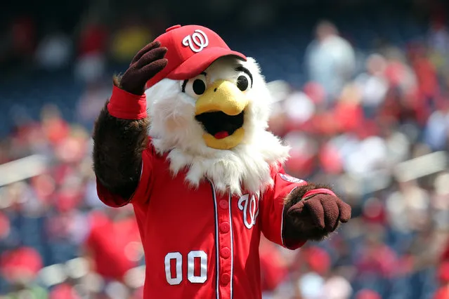 Mascot Screech of the Washington Nationals encourages the crowd against the Miami Marlins at Nationals Park on September 8, 2012 in Washington, DC. (Photo by Ned Dishman/Getty Images)