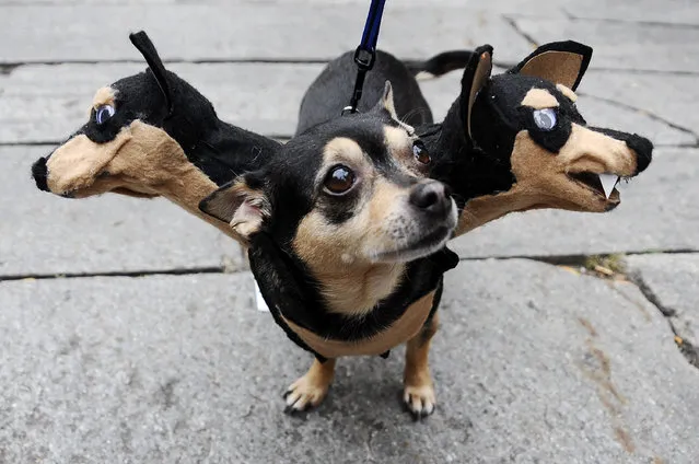 Little, a Chihuahua, owned by Liz Newton, of Salem, Mass., waits during the second annual “howl-oween”, a dog costume contest, Saturday, October 25, 2008 at Faneuil Hall in Boston. Little won best of show. (Photo by Lisa Poole/AP Photo)