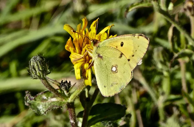 A clouded yellow butterfly in Keyhaven marshes, Hampshire on October 1, 2020. The clouded yellow is counted as one of Britain’s 59 native species although it can’t survive the British winter. It arrives across the Channel every spring and breeds on southerly coasts and downs before a British-born generation returns south to sunnier climes each autumn. (Photo by Geoffrey Swaine/Rex Features/Shutterstock)