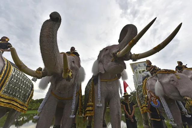 Elephants doused in powder to appear an auspicious white, stand to attention and trumpet at a ceremony to mark one year since King Bhumibol Adulyadej's death, Friday, October 13, 2017, in the ancient royal capital Ayuttahya, Thailand. (Photo by AP Photo/Stringer)