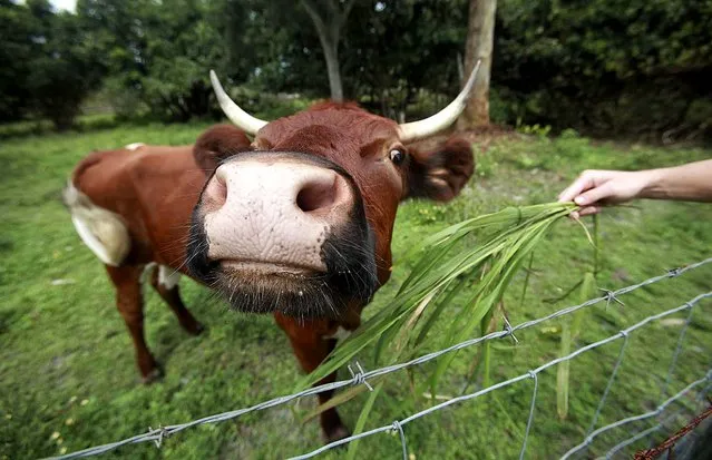 A Devon Jersey mix cow named Lucy at Heritage Hen Farms comes close to a fence to be hand fed. Owners Marty and Svetlana Simon say their cows are 100 percent grass grazing heirloom breeds. (Photo by Damon Higgins/The Palm Beach Post)