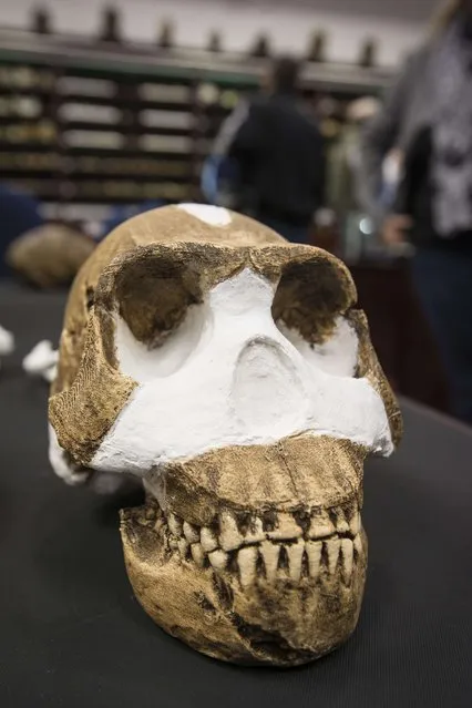 A hand out image made available by the University of the Witwatersrand, shows the skull of the Homo Naledi seen during a media preview on September 7, 2015, in Johennesburg. (Photo by Brett Eloff/AFP Photo)