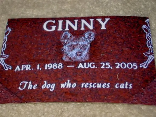 Ginny –The Dog who Rescues Cats