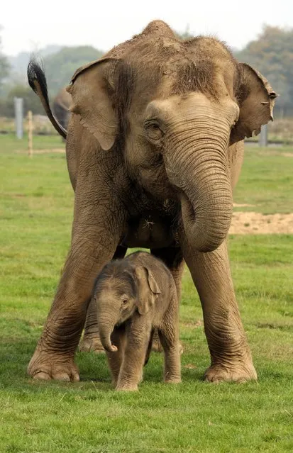 A three day old baby elephant with his mother Azizah in the elephant paddock at Whipsnade Zoo in Bedfordshire, on September 18 2014. The Zoo's latest arrival was born weighing in at 133kg. (Photo by Chris Radburn/PA Wire)