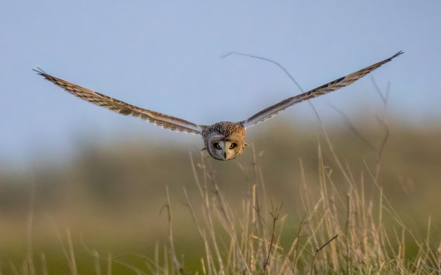 Standalone picture dated February 22, 2025 shows a Short Eared Owl flying in Teeside in North East England. They breed in a wide range of open areas in Britain and nest on the ground. Pairs usually settle on a breeding territory by late March. It is one of the most active British owls during daylight. (Photo by Neil Rutherford/Bav Media)