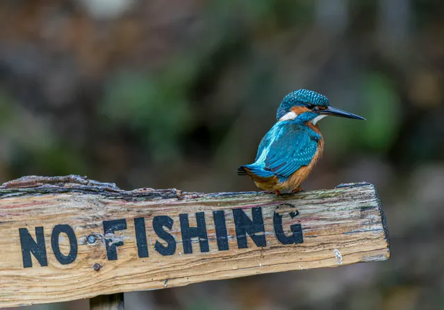 A rebellious kingfisher in Durham, United Kingdom on November 14, 2022. The common kingfishers only grow up to 6.5 inches, with a wingspan of 10 inches and weighing 46 grams. (Photo by Bryan Walker/Media Drum Images)