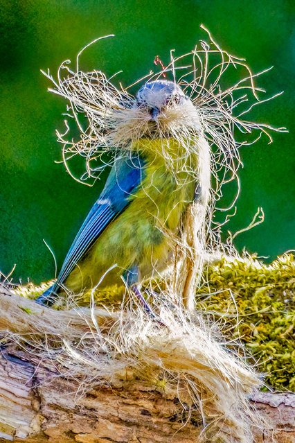 This blue tit appears to have grown a moustache. The adult bird was building a nest from rope fibres in a back garden in Southam, near Cheltenham, Gloucestershire, UK early April 2025. (Photo by Paul Watkins/Solent News & Photo Agency)