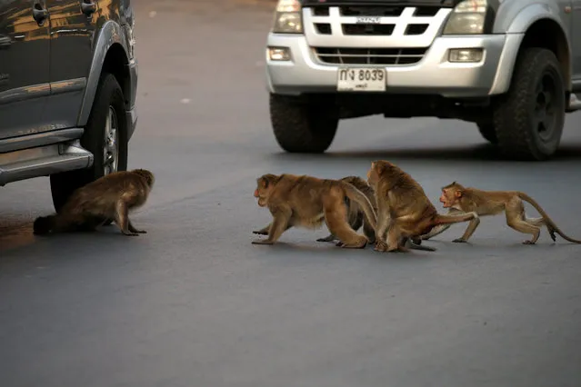 A monkey is almost run over by a car when approaching it, in search of food, following significant impact on tourism after the outbreak of coronavirus disease 2019 (COVID-19) spread, in front of Prang Sam Yod temple in Lopburi, Thailand, March 17, 2020. (Photo by Soe Zeya Tun/Reuters)