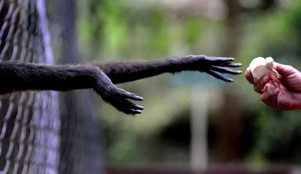 Pictures of Recent Events: Animals