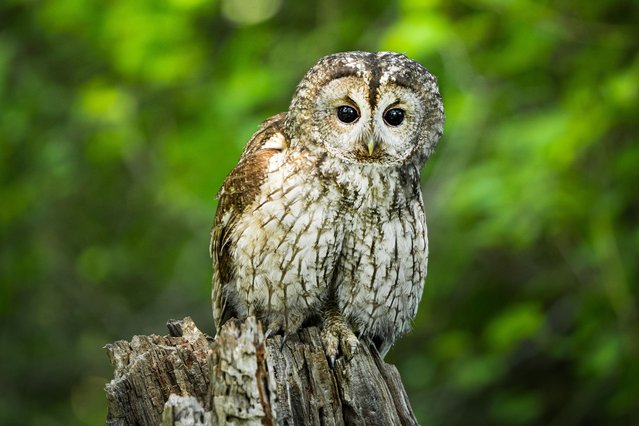 A tawny owl, known as the mysterious guardians of nature, is seen in the woodland of Uludag of Bursa, Turkiye on May 28, 2025. Tawny owls, which live in forests and large parks, are named after the patterns of their feathers. Tawny owls rest in tree cavities during the day and hunt at night thanks to their keen eyesight and hearing. (Photo by Alper Tuydes/Anadolu via Getty Images)
