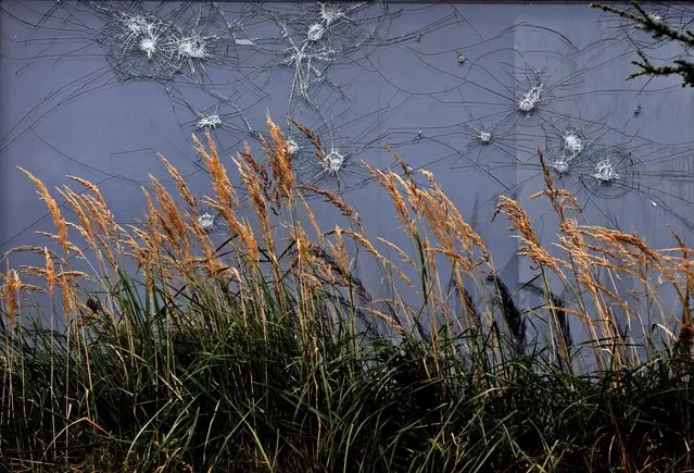 In this September 26, 2014 photo, grass grows in front of a damaged house window in Immerath, Germany. Immerath has become a ghost town to be demolished for the approaching brown coal mining. Inhabitants were relocated to a new town. (Photo by Frank Augstein/AP Photo)