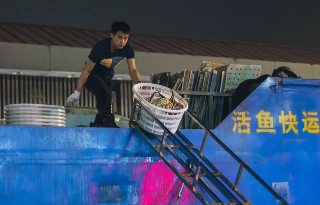 A man unloads King Crabs arrived from Russia from truck on Huangsha Seafood Market in Guangzhou, Guandong Province, China, 20 January 2018. (Photo by Aleksandar Plavevski/EPA/EFE)