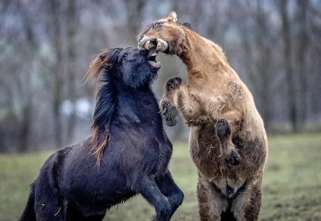 Icelandic horses play at a stud farm in Wehrheim near Frankfurt, Germany, Friday, December 30, 2022. (Photo by Michael Probst/AP Photo)