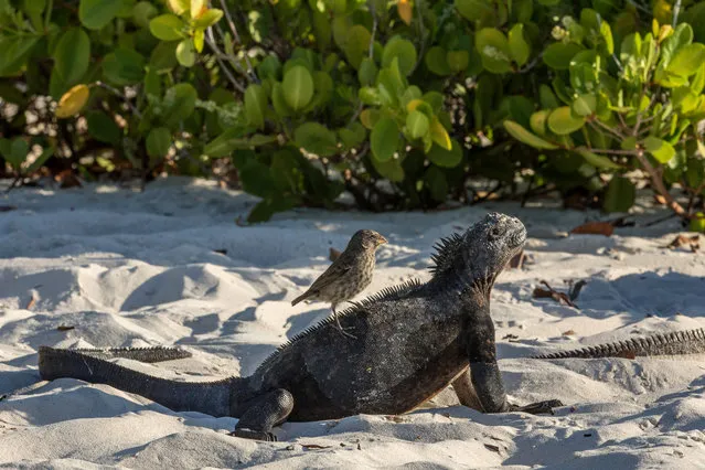 A Galapagos marine iguana (Amblyrhynchus cristatus) sunbathe while a small ground finch (Geospiza fuliginosa) feeds at Tortuga Bay beach on the Santa Cruz Island in Galapagos, Ecuador, on January 20, 2018. Ecuador' s growing tourism threatens the country' s fragile paradises. Galapagos islands, declared a World Natural Heritage by UNESCO, limited tourism clashes with President Lenin Moreno' s “Cielos Abiertos” (Open Skies) policy to increase tourism and flight frequency all over the country, including the archipelago. (Photo by Pablo Cozzaglio/AFP Photo)