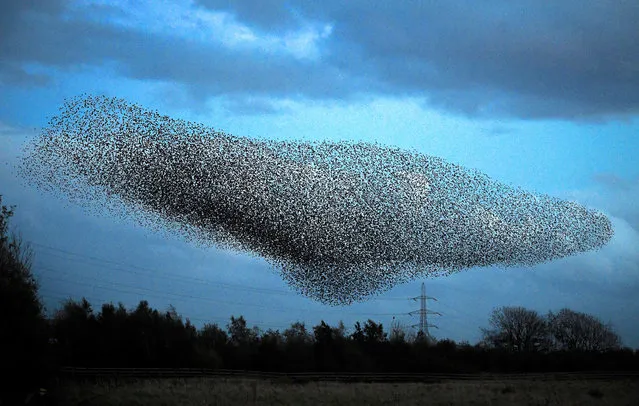 Starlings put on a display as they gather in murmurations on October 20, 2020 in Gretna, Scotland. It is thought that starlings flock together in large groups for various reasons such as flocking together makes it difficult for predators to target a single bird, it also keeps them warm. They gather over their autumn roosting site just before dusk and perform their acrobatic whirling motions before setting down for the evening. (Photo by Jeff J. Mitchell/Getty Images)