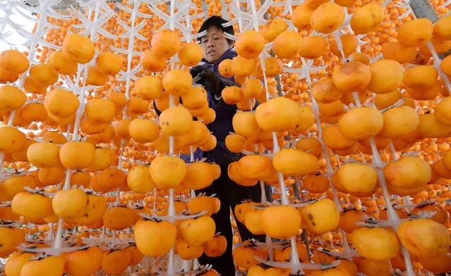 A farmer hung and dried persimmons. Handan City, Hebei Province, China, October 23, 2020. (Photo by Costfoto/Barcroft Media via Getty Images)