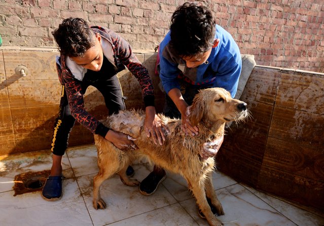 Boys shower a dog at Rooh shelter as animal shelters in Egypt are struggling after an increase in prices of imported food and medicine, and a fall in donations, fueled by the devaluation of the Egyptian pound, at the Saqqara area, in Giza on the outskirts of Cairo, Egypt on January 22, 2023. (Photo by Mohamed Abd El Ghany/Reuters)
