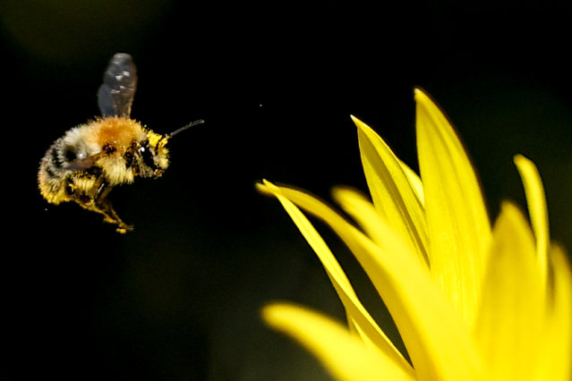 A bumblebee flies next to a sunflower in Berlin, Germany, 21 August 2025. (Photo by Filip Singer/EPA)