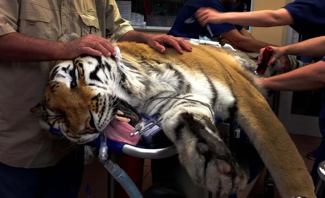 Vernon Yates, founder of Wildlife Rescue and Rehabilitation, lays his hands on Ty, a 400-pound tiger, as staff prepare to surgically extract a 4-pound hairball from the big cat, in Clearwater, Florida, on May 22, 2013. Ty is cared for by Wildlife Rescue and Rehabilitation in Seminole. The non-profit animal rescue group mainly serves by assisting Florida law enforcement with animals that have been seized. (Photo by James Judge/Courtesy BluePearl Veterinary Partners)
