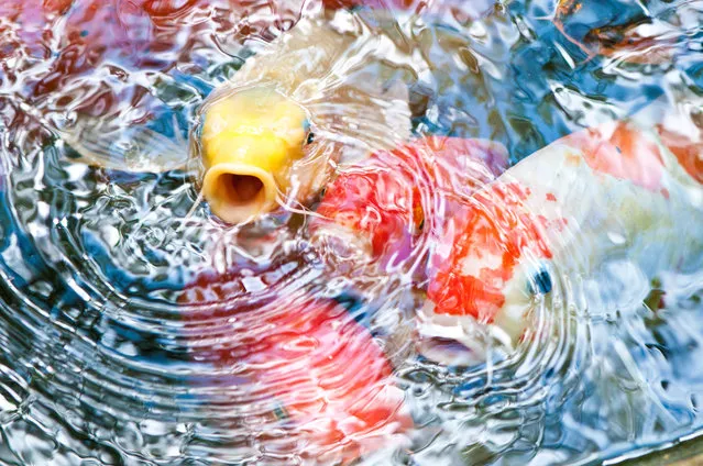“Sarasota Koi”. While enjoying an afternoon at the Marie Selby Botanical Gardens in Sarasota Florida, this Koi pond immediately caught my eye due to its bright colors and playful fish splashing around. This yellow fish came up for a breath to say hello as soon as I clicked my shutter and was frozen in his moment of curiosity. (Photo and caption by Carrin Ackerman/National Geographic Traveler Photo Contest)