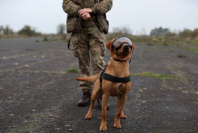 Private McLoughlin attends a training and equipment exercise with military working dog Grainger, at St George's Barracks in Rutland, Britain, on November 7, 2024. Defence, Equipment and Support, the procurement arm of the British Defence Ministry, has awarded a new contract for a 'canine catalogue' to support and train its pack of more than 500 military working dogs across several military services for detecting explosives, arms, and drugs and for providing protection and assistance to their handlers. (Photo by Chris Radburn/Reuters)