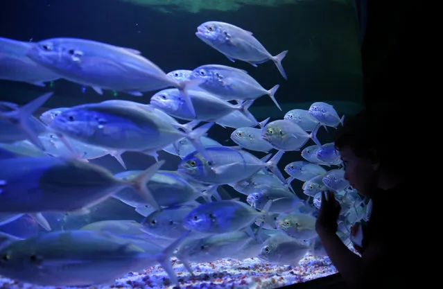A boy looks at fishes at the AquaRio aquarium in Rio de Janeiro, Brazil, November 24, 2016. (Photo by Pilar Olivares/Reuters)