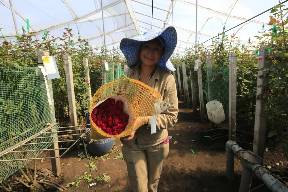 Colombian Floral Industry in Bloom for Valentine's Day
