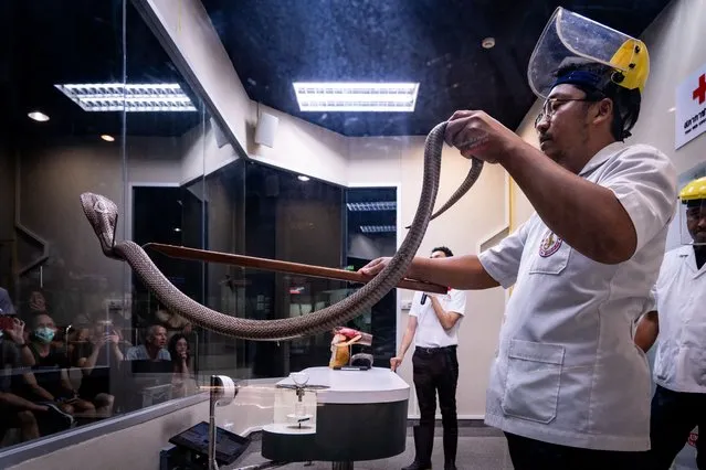 A snake handler shows a cobra to an audience during a venom extraction at Queen Saovbha Memorial Institute in Bangkok, Thailand on July 11, 2023. Queen Saovbha Memorial Institute, a research center associated with the Thai Red Cross Society, was established in 1923 as the “Bangkok Snake Farm”. The research establishment has raised venomous snakes for venom extraction and production of antivenom medicine supplied primarily to farmers, hospitals, and people living in Thailand and surrounding countries in the region, where venomous snakes are endemic. The institute also serves as a museum to inform the general public about snakes in Thailand. (Photo by Matt Hunt/Anadolu Agency via Getty Images)