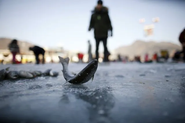 People fish for trout through holes in a frozen river in Hwacheon, south of the demilitarized zone (DMZ) separating the two Koreas, January 9, 2016. (Photo by Kim Hong-Ji/Reuters)