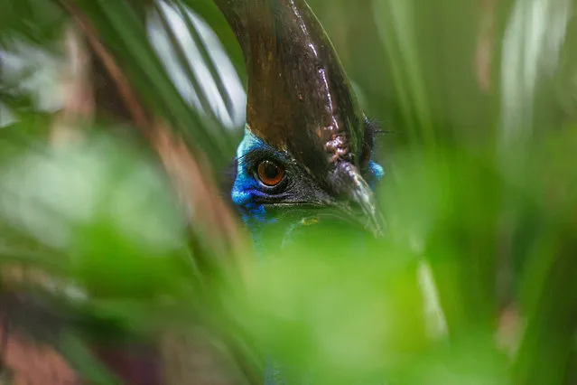 Cassowary, north-east Queensland, Australia, 2012. (Photo by Christian Ziegler/National Geographic)