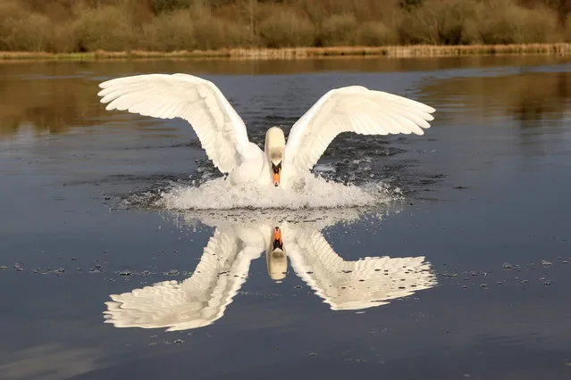 A swan lands on a lake, recreating the Star Wars fighter in flight image. (Photo by Leslie Price/Caters News Agency)