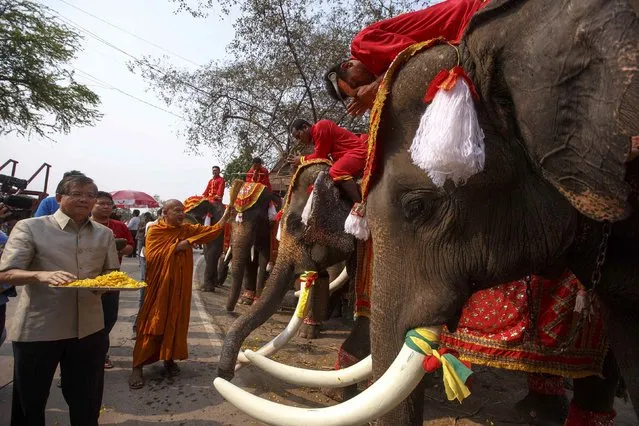 A Thai Buddhist monk blesses elephants on Thailand's National Elephant Day in the ancient Thai capital Ayutthaya March 13, 2015. (Photo by Athit Perawongmetha/Reuters)