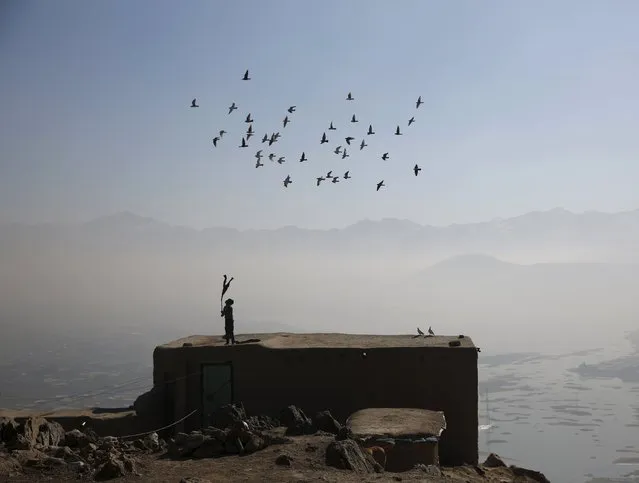 An Afghan boy wields a stick as his flock of domesticated pigeons fly atop the roof of his house in Kabul January 19, 2016. (Photo by Ahmad Masood/Reuters)