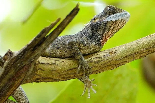 A lizard rests on a tree branch in Ajmer, Rajasthan, India on September 18, 2023. (Photo by ABACA Press/Rex Features/Shutterstock)
