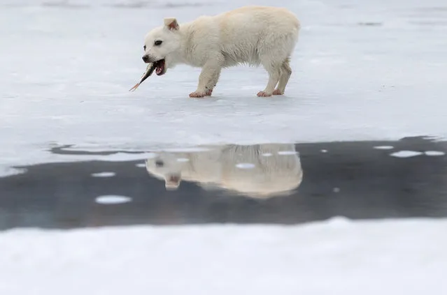 A small dog is reflected in a puddle formed by melting ice while eating a fish it snatched from a fisherman on a lake in Cimiseni, Moldova, Friday, January 29, 2016. Moldovans took advantage of the little time left before the ice becomes too thin, due to warmer than usual weather, to ice fish. (Photo by Vadim Ghirda/AP Photo)
