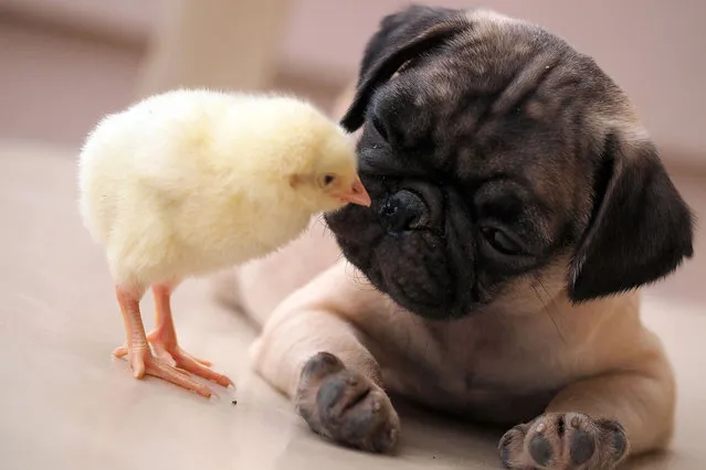 The fluffy yellow chick and its pug pal can be seen cuddling up to one another, snoozing next to each other and posing for the camera on March 23, 2015. The cute chick can even be seen planting a peck on the pups cheek. The pug named Fugly and chick called KFC, were introduced by their owners who live next door to one another in the Philippines. (Photo by Tim Ho/Caters News)