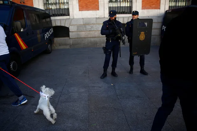 A dog turns around to look at police officers on patrol ahead of New Year's celebrations in central Madrid, Spain, December 30, 2016. (Photo by Susana Vera/Reuters)