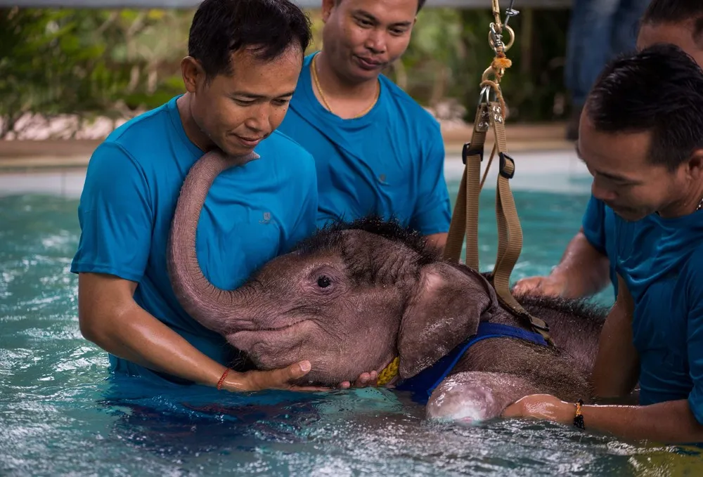 Injured Baby Elephant Learns to Walk again in Water