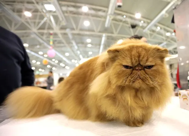 Welcome High Voltage, a red Persian cat, who is the reigning world champion 2023, is seen at the Supercatshow 2023 on November 11, 2023 in Rome, Italy. (Photo by Elisabetta Villa/Getty Images)