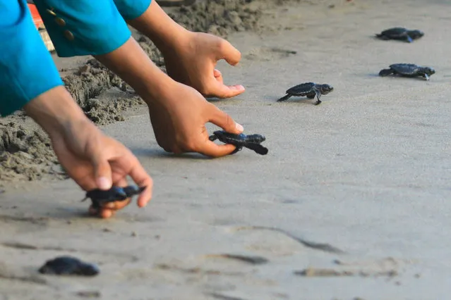 In this picture taken on January 10, 2019 students and children release baby turtles into their habitat, on the turtle conservation Aroen Meubanja beach, in Aceh Jaya, Aceh province. The release of the turtle is an effort to save and restore the endangered turtle population in Indonesia. (Photo by Januar/AFP Photo)