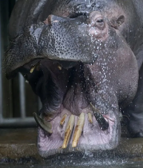 A hippo named Slavek is sprayed with water in  its enclosure at the zoo in Prague, Czech Republic, Wednesday, February 24, 2016. (Photo by Petr David Josek/AP Photo)