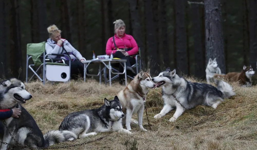 Aviemore Sled Dog Rally 2017