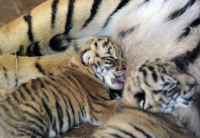 Two of three Bengala tiger cubs attempt to suckle, at the zoo in Asuncion, on November 12, 2013. (Photo by Norberto Duarte/AFP Photo)
