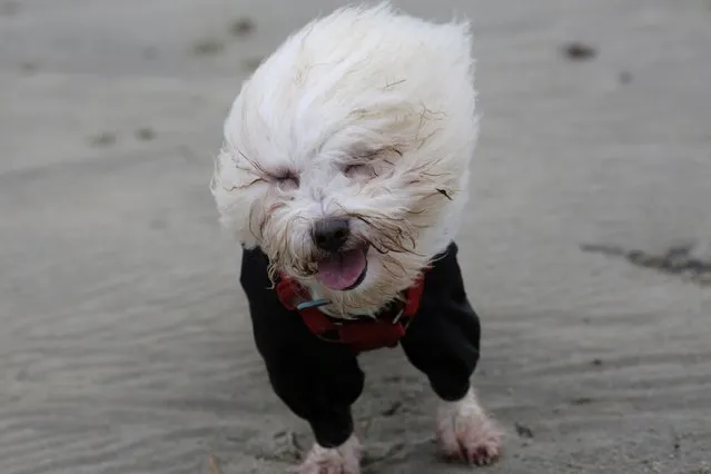 A Coton de Tulear dog is blown by strong winds on the beach in Lyme Regis, southern England February 14, 2014. (Photo by Kieran Doherty/Reuters)